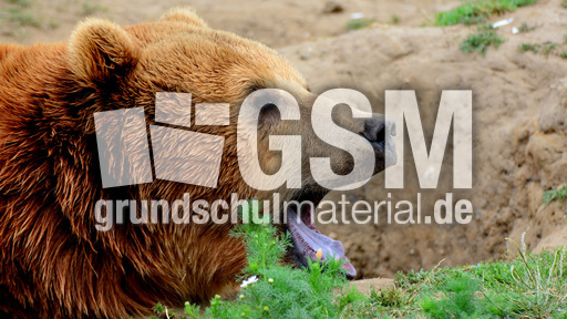 Braunbär_1 (12).jpg